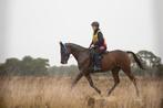 Goed thuis gezocht voor energieke 10-jarige merrie, Dieren en Toebehoren, Paarden, 7 tot 10 jaar, 160 tot 165 cm, Recreatiepaard
