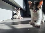 Kittens geboren!, 0 tot 2 jaar