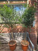 Diverse citrus / sinaasappel / limoen / citroen boompjes, Ophalen, Volle zon, Overige soorten, Minder dan 100 cm
