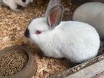 2 jonge californian konijnen, Dieren en Toebehoren, Konijnen, Mannelijk, Klein, 0 tot 2 jaar