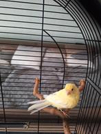 Gele zang kanarie (inclusief alle benodigdheden), Ophalen, Zo goed als nieuw, Metaal, Vogelkooi