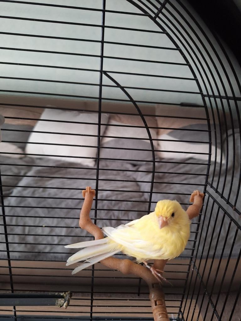 Gele zang kanarie (inclusief alle benodigdheden), Dieren en Toebehoren, Vogels | Hokken en Kooien, Zo goed als nieuw, Vogelkooi