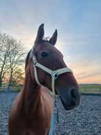 Eskadron sunflower halster, Dieren en Toebehoren, Paarden en Pony's | Overige Paardenspullen, Overige soorten, Ophalen of Verzenden