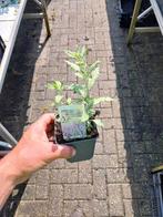 Perovskia blue spire, reuzenlavendel, Ophalen, Zomer, Overige soorten, Volle zon