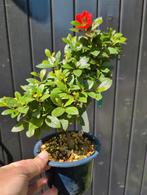 Japanse Azalea Benibeni Bonsai, Ophalen of Verzenden, Zomer, Halfschaduw