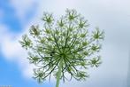 Bio zaden Wilde peen – Daucus carota | Inheems, Verzenden, Voorjaar, Volle zon, Zaad