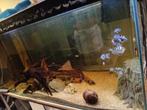 Aquarium groot met sub, Dieren en Toebehoren, Vissen | Aquaria en Toebehoren, Ophalen, Zo goed als nieuw, Leeg aquarium