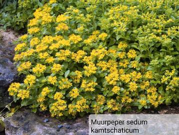 Bodembedekkers Vrouwenmantel sedum maagdenpalm geranium   beschikbaar voor biedingen