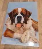 Sint Bernard, Verzenden, Gelopen, Hond of Kat