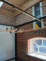 Gouldamadines  na verkoop nog 9 vogels., Meerdere dieren, Tropenvogel, Geringd