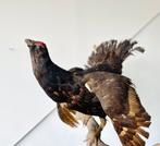 Zeer zeldzame opgezette Korhoen, Verzamelen, Ophalen of Verzenden, Zo goed als nieuw, Vogel, Opgezet dier