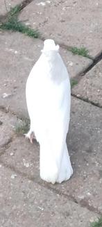 Takla, Dieren en Toebehoren, Vogels | Duiven, Mannelijk