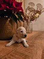 Konings poedel pups met FCI Stamboom, Overige rassen, CDV (hondenziekte), 8 tot 15 weken, Meerdere