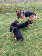 Duitse herder pups, Dieren en Toebehoren, Honden | Herdershonden en Veedrijvers, CDV (hondenziekte), 8 tot 15 weken, Meerdere