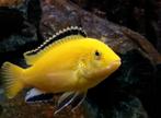 Cichliden geel met zwart, Dieren en Toebehoren, Vissen | Aquariumvissen, Vis