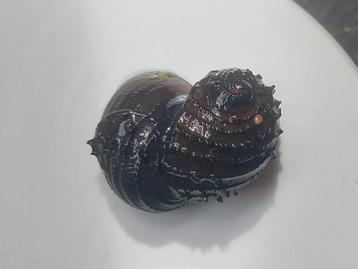 5 tropische aquarium slakken beschikbaar voor biedingen