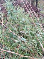 Pollen bamboe plant, Tuin en Terras, Vaste plant, Bloeit niet, Halfschaduw, Ophalen