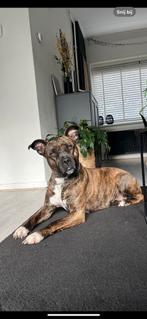 Lieve stafford/pitbull zoekt een goed huisje, Dieren en Toebehoren, Honden | Niet-rashonden, Teef, Eén hond, Nederland, Particulier