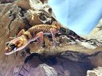 Blaffende gekko	Underwoodisaurus milii, Hagedis, 0 tot 2 jaar