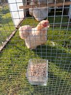 Cochin kriel kippen, Dieren en Toebehoren, Meerdere dieren, Kip