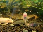 10 stuks Ancistrus borstelneus algeneters wildkleur, Dieren en Toebehoren, Vis