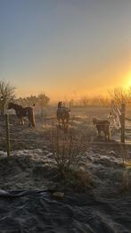 24/7 weidegang met schuilstal Callantsoog, Weidegang