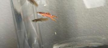 Pink trio, guppen met Black Dragon genen. beschikbaar voor biedingen