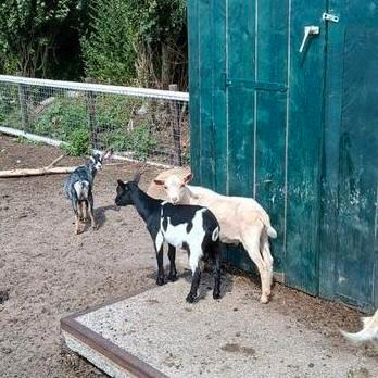 Hoornloos wit bokje beschikbaar voor biedingen
