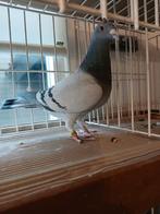 Show postduiven, Dieren en Toebehoren, Vogels | Duiven, Meerdere dieren, Postduif