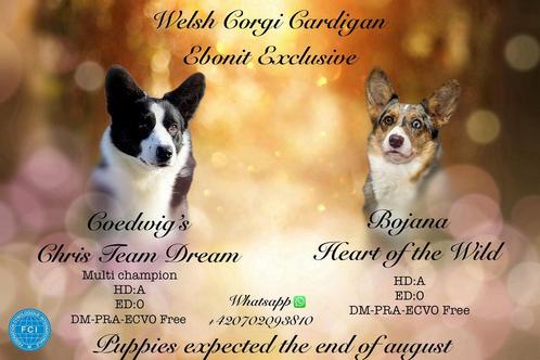 Welsh corgi cardigan puppies, Dieren en Toebehoren, Honden | Teckels en Dashonden, Meerdere dieren, Korthaar, Standaard, Particulier