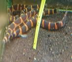 Hobbyaquarium  Pangio myersi – Reuze Kuhlii Zondag 12/17uur, Vis, Zoetwatervis, Schoolvis