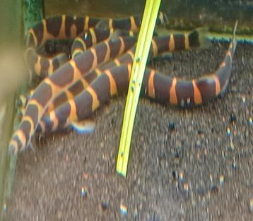 Hobbyaquarium  Pangio myersi – Reuze Kuhlii  beschikbaar voor biedingen