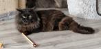 Black polydactyl kater, Dieren en Toebehoren, Katten en Kittens | Raskatten | Langhaar, Kater, 3 tot 5 jaar, Met stamboom