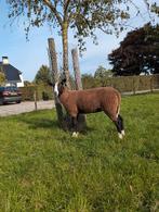 Gezocht stamboek zwartbles ooi, Dieren en Toebehoren, Schapen, Geiten en Varkens, Vrouwelijk, Schaap