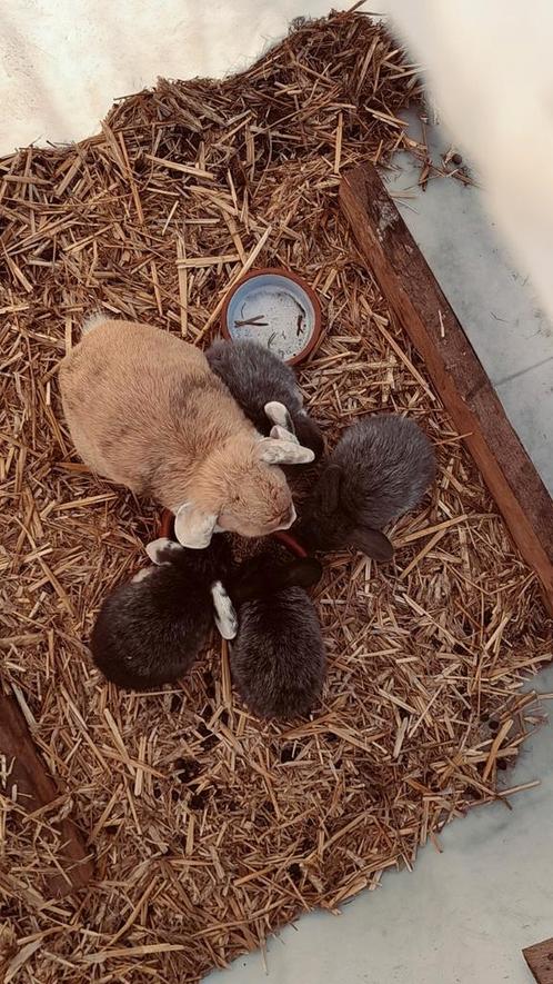 Nederlandse dwerghangoortjes, Dieren en Toebehoren, Konijnen, Dwerg, Vrouwelijk, 0 tot 2 jaar, Hangoor