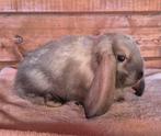 Franse hangoren sallanderkleur, Dieren en Toebehoren, Konijnen, Meerdere dieren, Groot