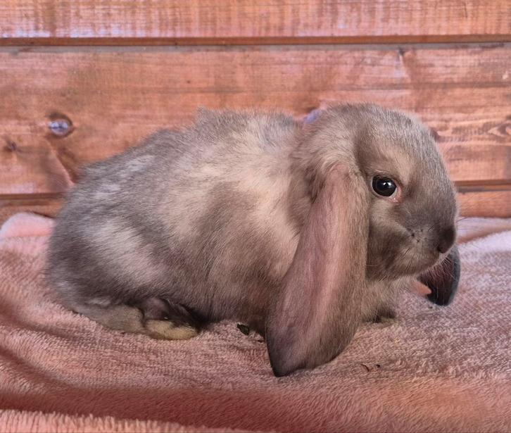 Franse hangoren sallanderkleur, Dieren en Toebehoren, Konijnen, Groot, Meerdere dieren