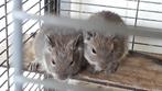 Wie geeft onze Degoes een nieuw fijn thuis, Dieren en Toebehoren, Meerdere dieren, Overige typen, Tam, September