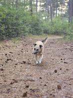 Coco, opzoek naar een baas met geduld en liefde, Dieren en Toebehoren, Particulier, Rabiës (hondsdolheid), Buitenland, Teef