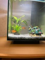 Aquarium met vis, Dieren en Toebehoren, Vissen | Aquaria en Toebehoren, Ophalen of Verzenden, Zo goed als nieuw, Leeg aquarium