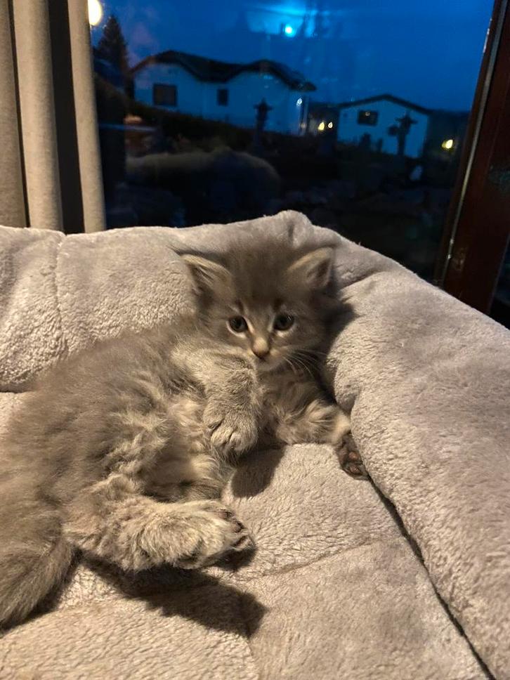 Prachtige Main Coon kittens 100% main coon, Dieren en Toebehoren, Katten en Kittens | Raskatten | Langhaar, Meerdere dieren, 0 tot 2 jaar
