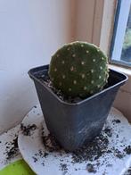 Cactus - kamerplant - Opuntia microdasys, Cactus, Minder dan 100 cm, Bloeiende kamerplant, Halfschaduw