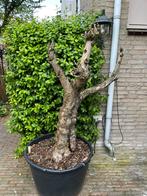 Olijfboom, Tuin en Terras, Planten | Bomen, Olijfboom, Volle zon, Bloeit niet, Ophalen of Verzenden