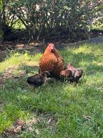 Wyandotte kriel kuikens, Dieren en Toebehoren, Pluimvee, Meerdere dieren, Kip