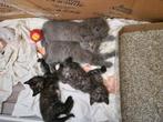 Britse korthaar, Dieren en Toebehoren, Katten en Kittens | Overige Katten, Meerdere dieren
