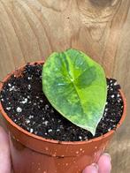Alocasia platinum variegata plant aurea yellow lime, Huis en Inrichting, Kamerplanten, Ophalen of Verzenden, Halfschaduw, Minder dan 100 cm