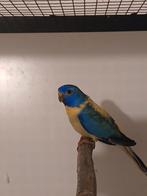 Splendid parkieten 2025 Limburg België, Meerdere dieren, Parkiet, Geringd