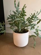 Blauwvaren in pot, Huis en Inrichting, Kamerplanten, Ophalen, In pot, Halfschaduw, Minder dan 100 cm