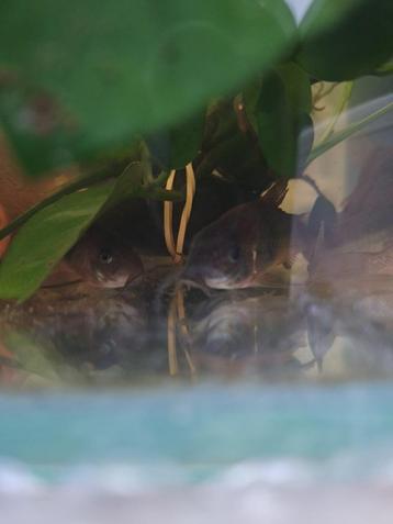 9x corydora melanotaenia beschikbaar voor biedingen