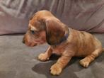 Teckel pups mix, Dieren en Toebehoren, CDV (hondenziekte), 8 tot 15 weken, Dwerg, Meerdere